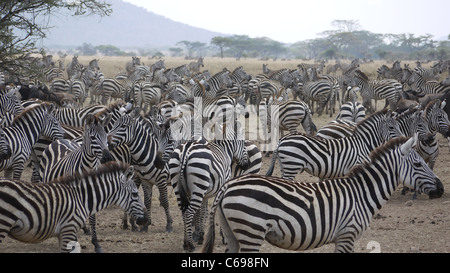 Zebras at The Serengeti National Park attendent leur tour à l'abreuvoir Banque D'Images