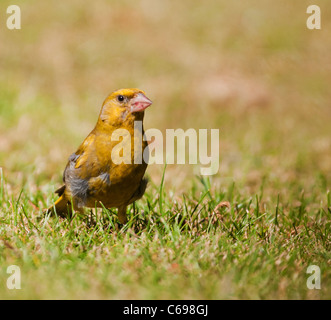 Verdier mâle (Carduelis chloris) sur le terrain, Warwickshire Banque D'Images