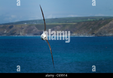 Le Fulmar boréal (Fulmarus glacialis), en vol sur la côte de Cornouailles Banque D'Images