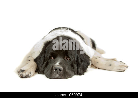 Chien Landseer devant un fond blanc Banque D'Images