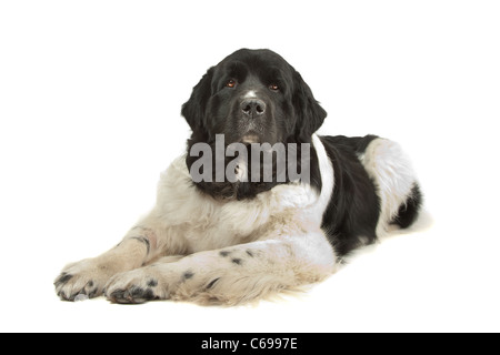 Chien Landseer devant un fond blanc Banque D'Images