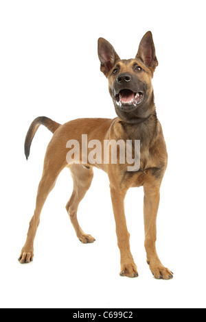 Chien de Berger Belge (Malinois)chiot devant un fond blanc Banque D'Images