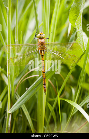 Hawker Dragonfly Aeshna isosceles Norfolk close up (rare) Banque D'Images