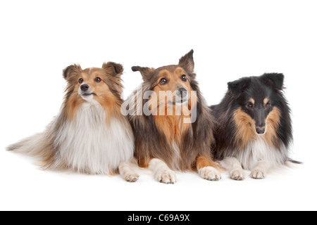 Shetland Sheepdogs devant un fond blanc Banque D'Images