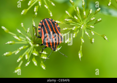 Le bug du bouclier de la famille Graphosoma lineatum Pentatomidae Banque D'Images