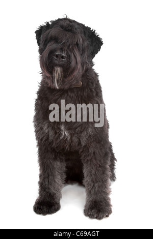 Bouvier des Flandres devant un fond blanc Banque D'Images