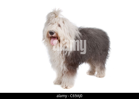 Old English Sheepdog devant un fond blanc Banque D'Images