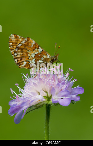Boloria aquilonaris fritillary (canneberges) reposant sur une prairie suédois Banque D'Images