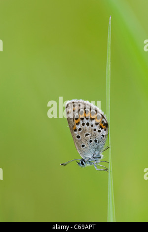 Les Idas Plebejus idas (bleu) dans l'herbe Banque D'Images