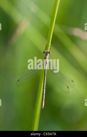 Demoiselle d'émeraude ou Spreadwing commun (Lestes sponsa) Banque D'Images