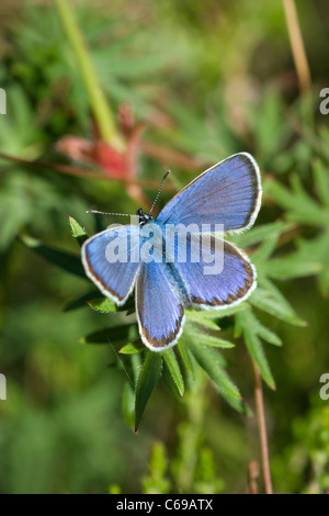 Les Idas Plebejus idas (bleu) sur fleur Banque D'Images