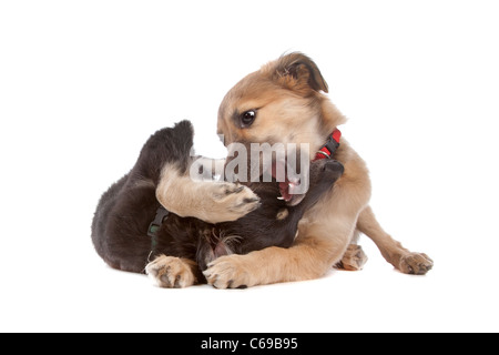 Deux chiens chiot whippet devant un fond blanc Banque D'Images