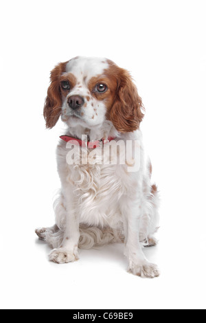 Cavalier King Charles devant un fond blanc Banque D'Images