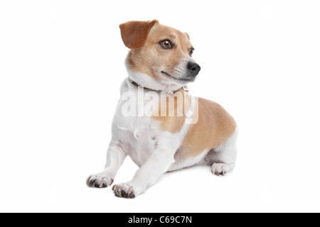 Jack Russel terrier chien sur un fond blanc Banque D'Images