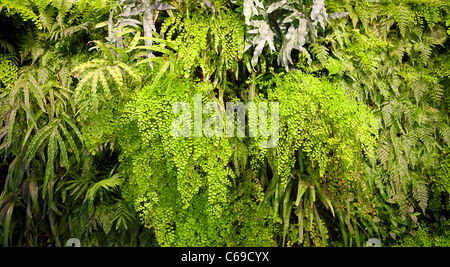 Une variété de plantes vertes tropicales Banque D'Images