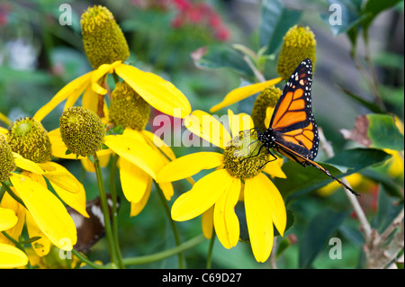 Un monarque (Danaus plexippus) papillon sur un cône jaune fleur. Banque D'Images
