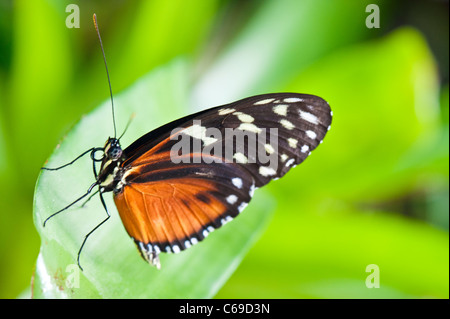 (Heliconius Hecale Longwing hecale) Banque D'Images