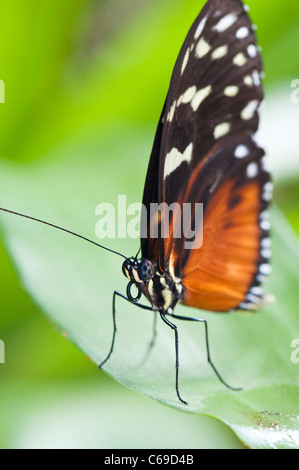 (Heliconius Hecale Longwing hecale) Banque D'Images