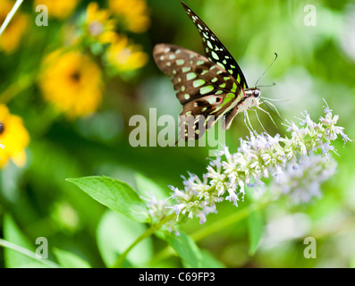 Queue Geai vert (Graphium agamemnon) Banque D'Images