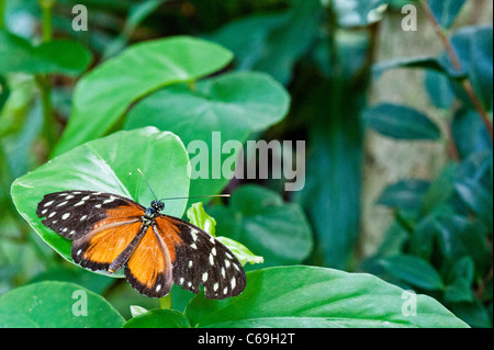 (Heliconius Hecale Longwing hecale) Banque D'Images