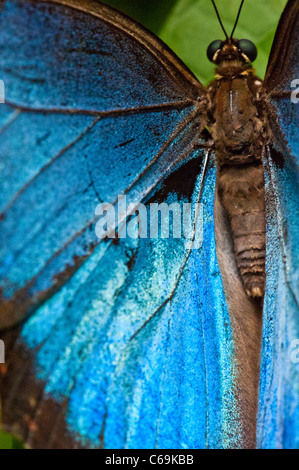 Morpho peleides Morpho (bleu) Banque D'Images