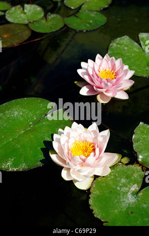 Nymphaea 'Darwin' nénuphars au Palmengarten (jardin botanique) à Frankfurt am Main. Banque D'Images