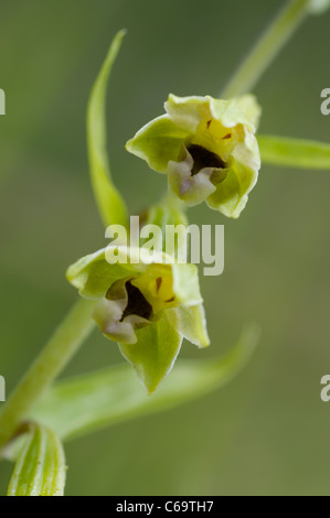 Helleborine dunes Banque D'Images