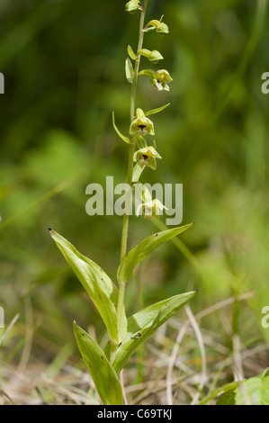 Helleborine dunes Banque D'Images