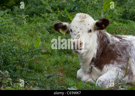 Pose d'un veau dans un champ Bos primigenius Banque D'Images