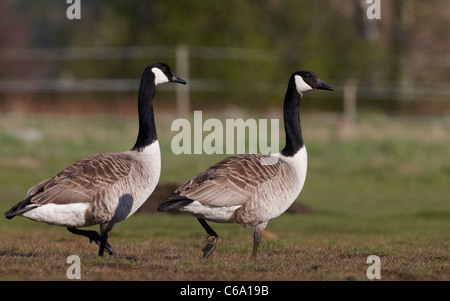 Bernache du Canada (Branta canadensis), en train de marcher sur un pré. Banque D'Images