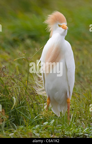 Héron garde-boeuf, Buff-soutenu (Bubulcus ibis Héron, Ardeola ibis). Des profils debout dans le vent. Banque D'Images