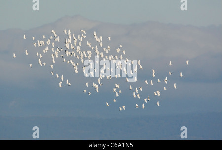 Héron garde-boeuf, Buff-soutenu (Bubulcus ibis Héron, Ardeola ibis). Troupeau en vol. Banque D'Images