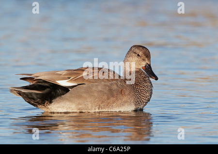 Le Canard chipeau (Anas strepera), Drake sur l'eau. Banque D'Images