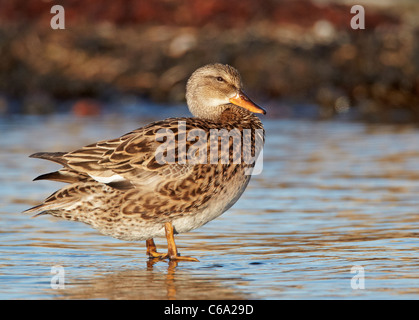 Le Canard chipeau (Anas strepera), femme debout dans l'eau peu profonde. Banque D'Images