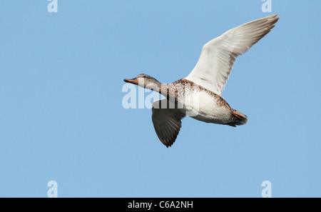 Le Canard chipeau (Anas strepera), femelle en vol. Banque D'Images