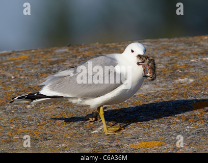 Goéland cendré (Larus canus). Des profils avec poussin Chevalier arlequin (Tringa totanus) dans son bec. Banque D'Images