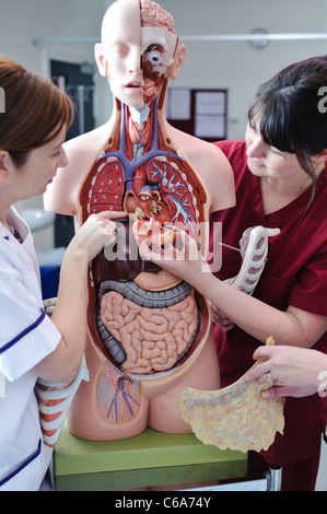 Blanc femelle étudiantes infirmières et l'enseignant en interaction avec l'anatomie humaine modèle anatomique Banque D'Images