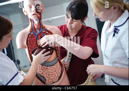 Blanc femelle étudiantes infirmières et l'enseignant en interaction avec l'anatomie humaine modèle anatomique Banque D'Images