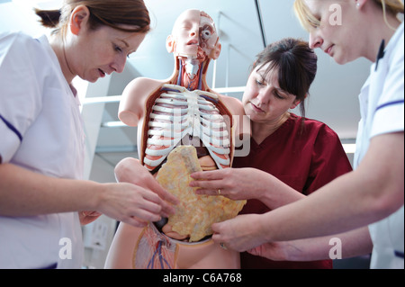 Blanc femelle étudiantes infirmières et l'enseignant en interaction avec l'anatomie humaine modèle anatomique Banque D'Images