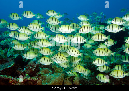 Acanthurus triostegus convict surgeonfishes, massive, le comportement alimentaire de l'école. Banque D'Images