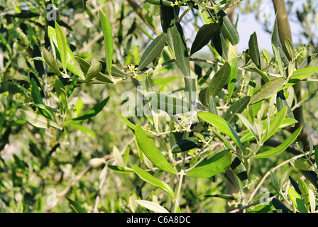 Bluete Olivenbaum - olive tree blossom 04 Banque D'Images