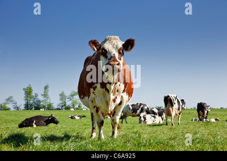 Vache laitière dans un champ Banque D'Images