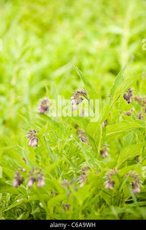 Symphytum officinale Consoude, commun, en fleurs Banque D'Images