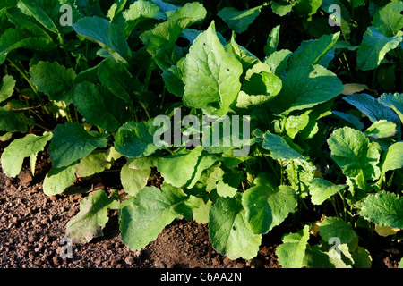 Lit mixte de navet (Brassica rapa), potager Banque D'Images