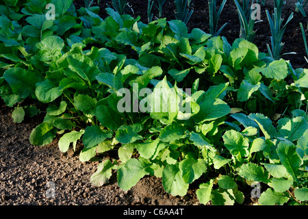 Lit mixte de navet (Brassica rapa), potager Banque D'Images