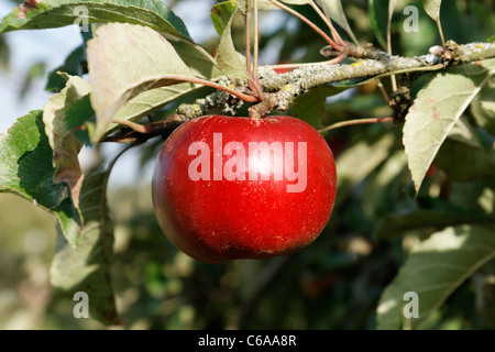 Mûre mature pommes Spartan rouge foncé sur l'arbre (Malus domestica). Banque D'Images