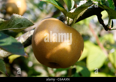 Apple Russet (Reinette grise du Canada), le jardin de Suzanne, Le Pas, Mayenne, Pays de la Loire, France). Banque D'Images