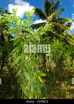 Plantation de vanille dans le Parc de l'Union européenne , La Digue Seychelles Afrique Océan Indien Banque D'Images