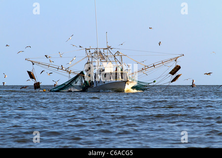 Bateau de crevettes en provenance d'une journée de pêche, entouré de mouettes affamées connu sous le rire des goélands. La baie d'Apalachicola, Florida Banque D'Images