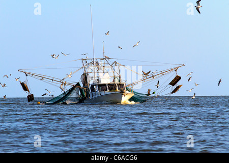 Bateau de crevettes en provenance d'une journée de pêche, entouré de mouettes affamées connu sous le rire des goélands. La baie d'Apalachicola, Florida Banque D'Images